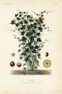 Calumba fa, Jateorhiza columba, Cocculus palmatus, Colombo alkotó: Unbekannt