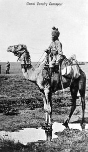 Tevelovasság szállítása, India, XX. század alkotó: Unbekannt