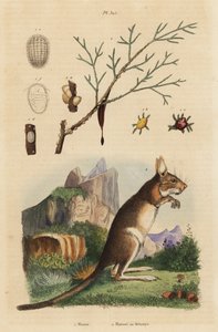 Fokföldi nyúl, Lepus capensis 2 és mannahamu, Fraxinus ornus alkotó: Unbekannt