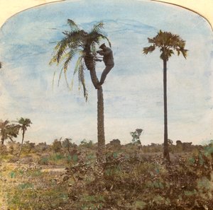 Osman kapitány lő egy fáról hevederek segítségével, India, 1900-as évek alkotó: Unbekannt
