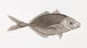Caranx Lune, közelről alkotó: Unbekannt