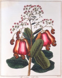 Kesudió – Anacardium occidentale, c1798 alkotó: Unbekannt