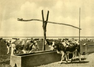Szarvasmarha iszik egy vályúnál, Burgenland, Ausztria, c1935. alkotó: Unbekannt