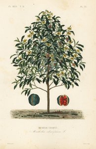 Champak fa, Magnolia champaca, Michelia champaca, Michelie champaca alkotó: Unbekannt