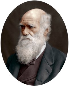 Charles Darwin brit természettudós, 1878 alkotó: Unbekannt