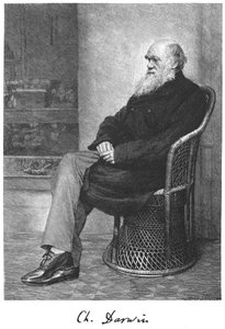 Charles Darwin angol természettudós, 1883 alkotó: Unbekannt