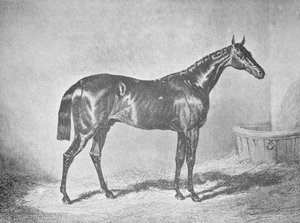 XII. Károly, a St. Leger 1839, 1911 győztese alkotó: Unbekannt