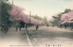 Cseresznyevirágok az Uyeno Parkban Tokióban, 1910 alkotó: Unbekannt