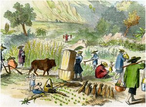 Kínai betakarítás, Hong Kong, 1875 alkotó: Unbekannt
