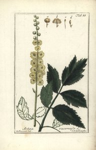 Cimicifuga Cimicifuga racemosa vagy fekete cohosh, Actaea racemosa (actee a szőlő) alkotó: Unbekannt