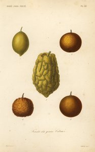 Citrusfélék, citrusfélék alkotó: Unbekannt