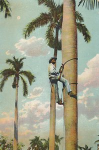 Climbing the Royal Palm – Climbing the Royal Palm, 1910. alkotó: Unbekannt
