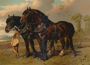 Clydesdale Stallion & Mare, 1879. alkotó: Unbekannt