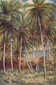 Kókuszpálma Észak-Queenslandben, 1923. alkotó: Unbekannt