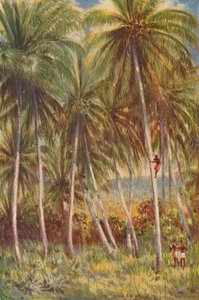 Kókuszpálma, 1924 alkotó: Unbekannt