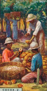 Kakaó, 2. - Opening the Pods, Trinidad, 1928 alkotó: Unbekannt
