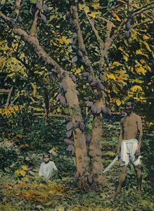 Kakaó teljes csapágyban, Trinidad és Tobago, 1914. alkotó: Unbekannt