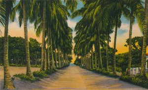 Coconut Avenue, Barranquilla, 1940-es évek, alkotó: Unbekannt