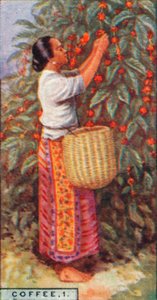 Kávé, 1. - Gathering the Berries, Kelet-India, 1928 alkotó: Unbekannt