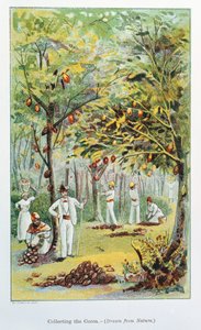 Kakaógyűjtés, Venezuela, 1892 alkotó: Unbekannt