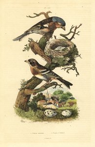 Közönséges pelyva, Fringilla coelebs, fészek és tojások, valamint söröcske, Fringilla montifringilla tojással Pinson commun et pinson d