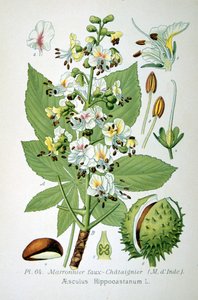 Közönséges vadgesztenye, 1893 alkotó: Unbekannt