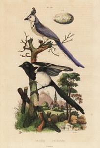 Közönséges szarka, Pica pica és fehértorkú szarka, Calocitta formosa, tojással alkotó: Unbekannt
