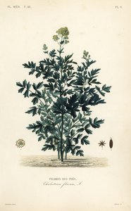 Közönséges rét rue, Thalictrum flavum, Pigamon des pres alkotó: Unbekannt