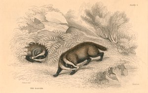Közönséges vagy eurázsiai borz Meles meles, 1828 alkotó: Unbekannt