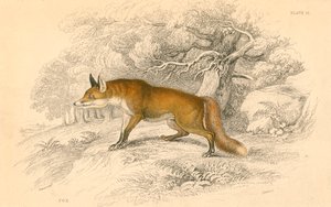 Közönséges vagy vörös róka Vulpes vulpes, 1828 alkotó: Unbekannt