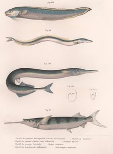 Közönséges kígyóhal. Közönséges homoki angolna. Közönséges Hornhecht. Brazil félcsőr, 1850-es évek körül alkotó: Unbekannt