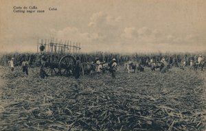Cana Court – Cukornád vágása – Kuba, c1910 alkotó: Unbekannt