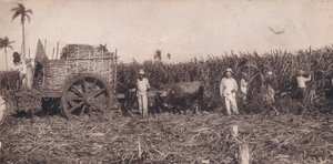 Corte de Canna. - Cukornád gyűjtése. Kuba, 1900 alkotó: Unbekannt