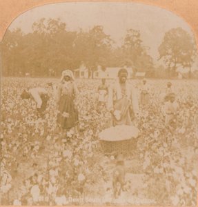 Cotton-picking., c1900 alkotó: Unbekannt