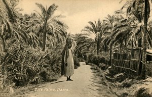 Datolyapálma, Basra, c1918-c1939. alkotó: Unbekannt