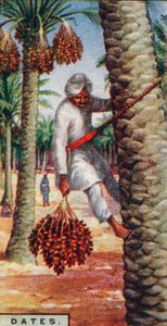 Dátumok. - Gathering the Fruit, IN. Afrika, 1928 alkotó: Unbekannt