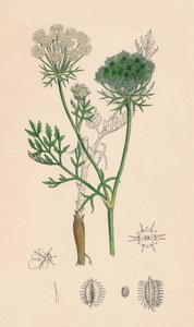 Daucus Carota. Vad sárgarépa, 19. század alkotó: Unbekannt