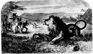 David Livingstone-t Mebalwe, egy bennszülött iskolamester mentette meg az oroszlántól, 1857 alkotó: Unbekannt