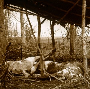 Döglött lovak, Verdun, Észak-Franciaország, 1914-c1918 alkotó: Unbekannt