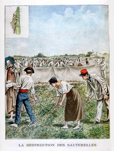 A szöcske elpusztítása, 1901 alkotó: Unbekannt
