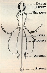 Egy fukszia virág diagramja, amely bemutatja a magok előállításához használt mechanizmust, 1934 alkotó: Unbekannt