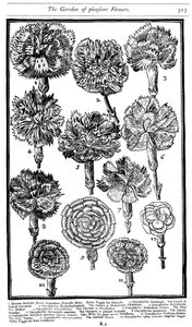 Dianthus szegfű és rózsaszín, 1629 alkotó: Unbekannt
