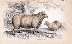 Dishley New Leicester Ram, c1840 alkotó: Unbekannt