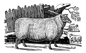 Dishley New Leicester juh, 1811 alkotó: Unbekannt
