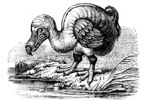 Dodo, 1884 alkotó: Unbekannt