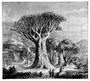 Dracona of Icod, Tenerife, Spanyolország, 1900-as évek alkotó: Unbekannt