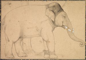 Egy elefánt rajza, c. 1700. alkotó: Unbekannt