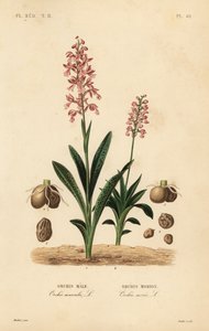 Korai lila orchidea, hím orchidea, hím orchidea és zöldszárnyú orchidea, anacamptis morio, orchis morion alkotó: Unbekannt