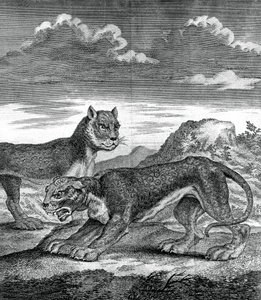 Kelet-indiai leopárd, 1750 alkotó: Unbekannt