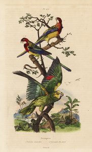 Keleti rosella, Platycercus vizsgák és sárga koronás amazon, Amazona ochrocephala alkotó: Unbekannt